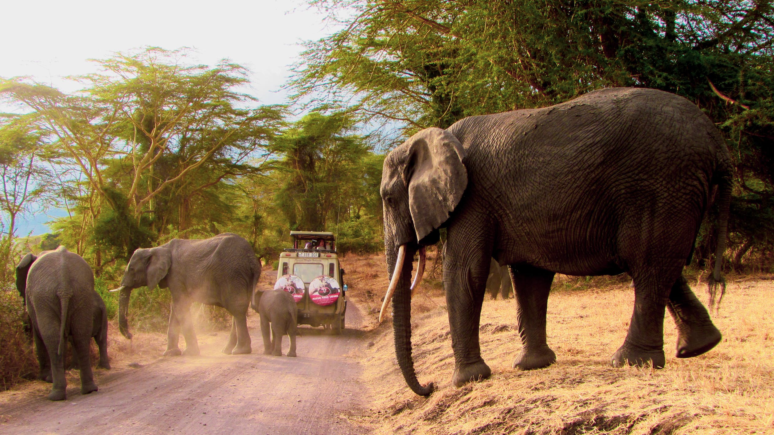 Tanzania Amazing Wildlife Safari